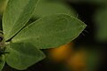 Lotus corniculatus