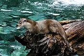 Loutre des pyrenees baronnies 2004.jpg