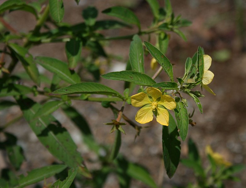 File:Ludwigia leptocarpa 2.jpg