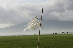 A paddy field in Gadingrejo, Pringsewu