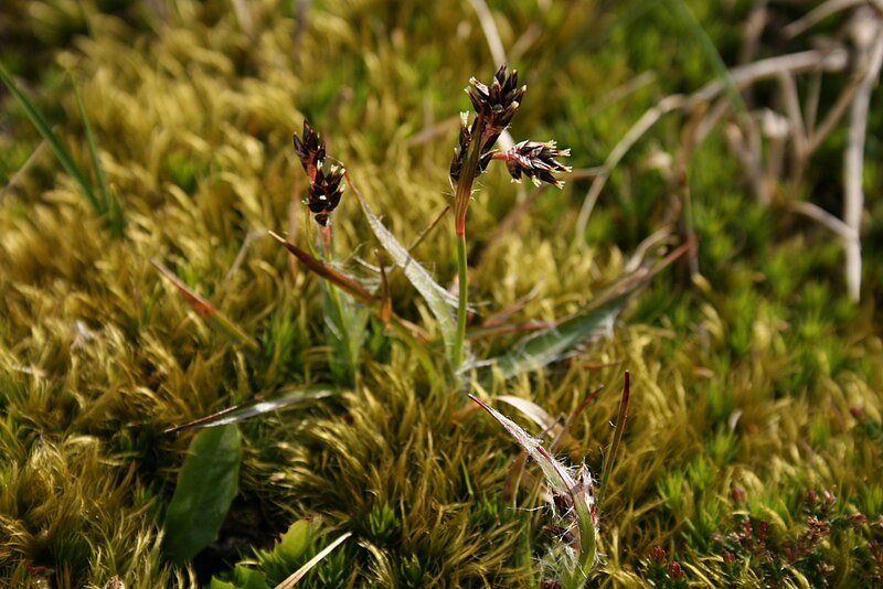 File:Luzula-campestris-habitus.jpg