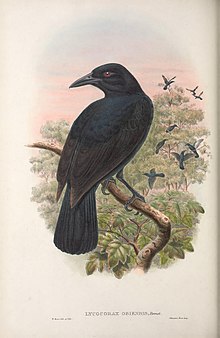 Lycocorax obiensis - Monography of the Paradiseidae.jpg 