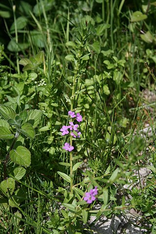 <i>Lythrum junceum</i> Species of plant