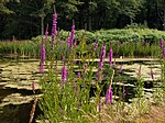 Lythrum salicaria