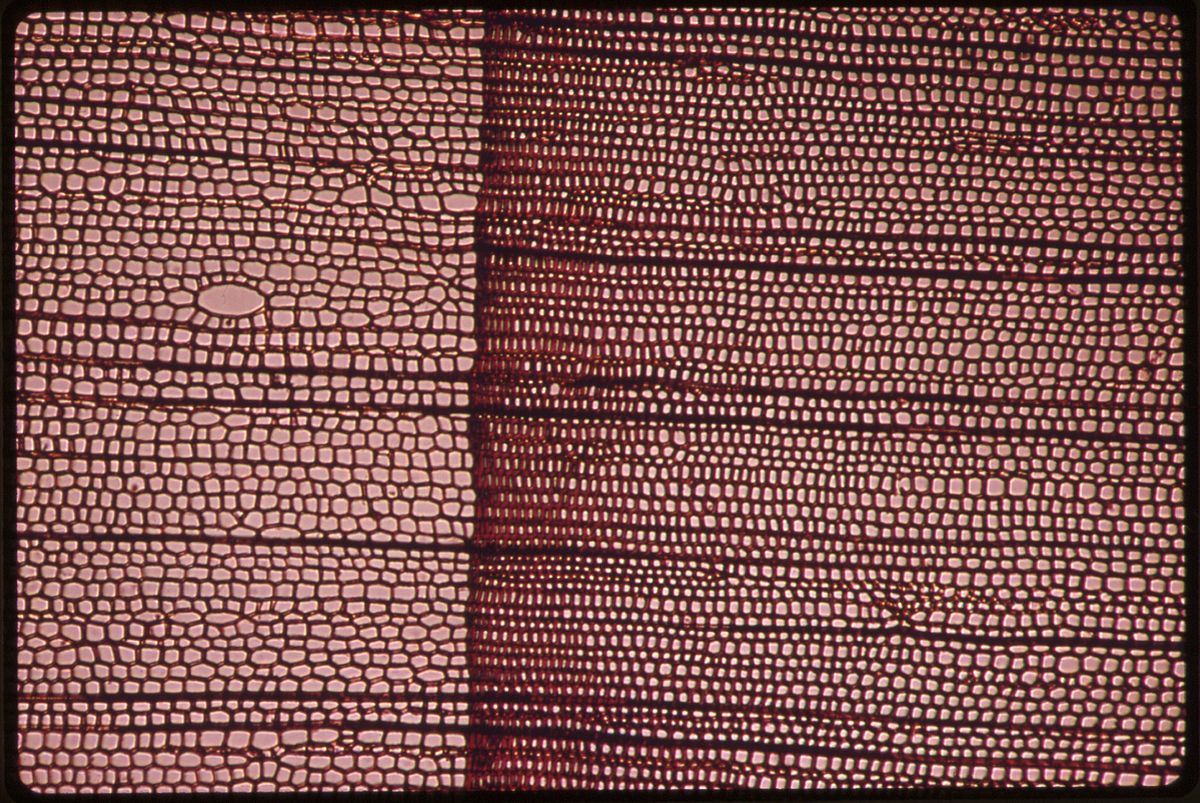 xylem under microscope