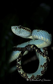 Viper in Blue