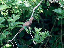 MacKinlay’s Cuckoo-Dove (Macropygia mackinlayi) (15716376852) .jpg