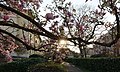 * Nomination Magnolia (Magnolia) in Colmar (Haut-Rhin, France). --Gzen92 08:28, 3 April 2020 (UTC) * Promotion  Support Good quality. --Ermell 08:44, 3 April 2020 (UTC)