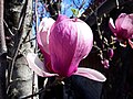 Thumbnail for File:Magnolia × soulangeana - Flor.jpg