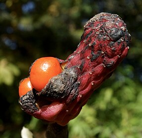 Magnolia acuminata mature fruit.jpg