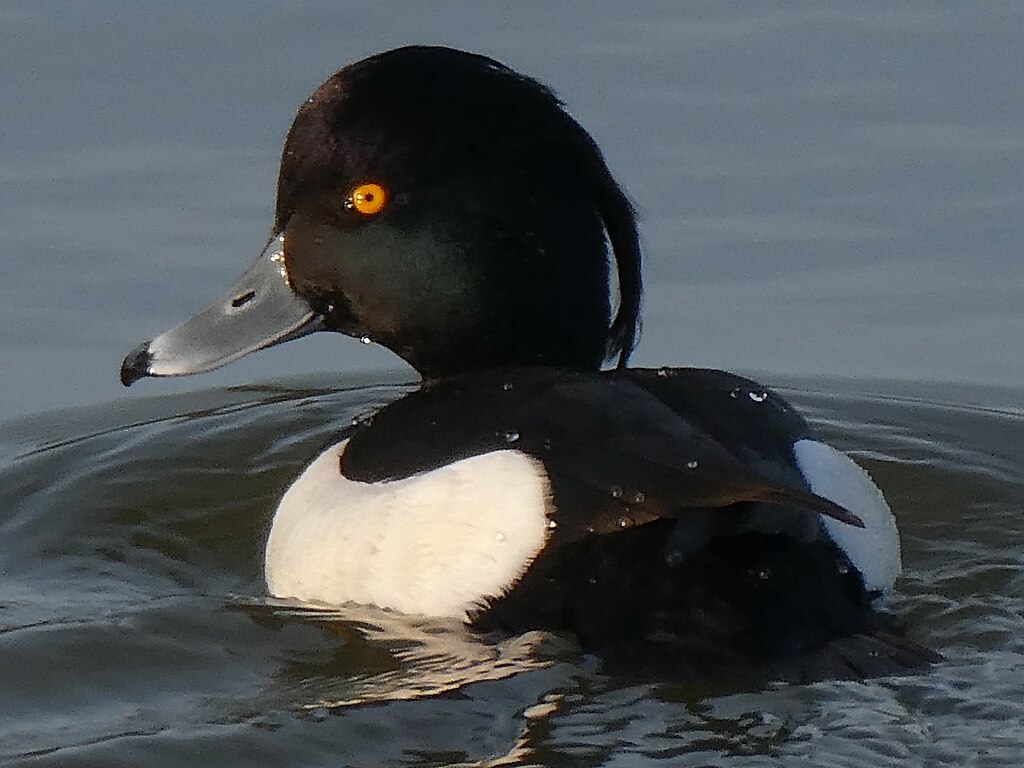 Male Tufted duck on the pond - 1