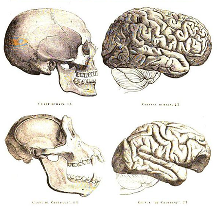 Tập_tin:Man&chimpbrains.png