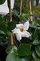 Mandevilla