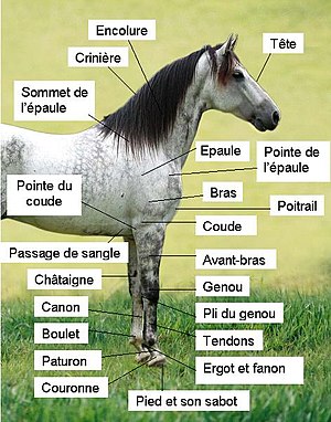distorsionar fregar sesión Morfología del caballo - Wikipedia, la enciclopedia libre