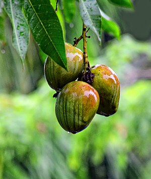 Owoc Mango: Budowa owocu, Etymologia, Uprawa