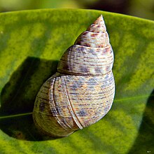 Periwinkle Mangrove - Littoraria angulifera.jpg