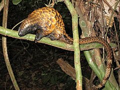 Pangolin à longue queue (Manis tetradactyla).