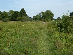 Marston Marshes 2.jpg