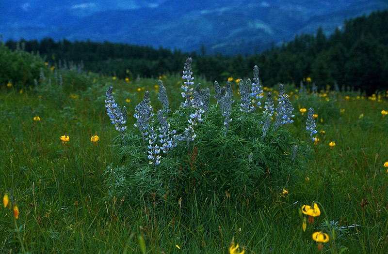 File:Marys Peak ACEC (15788844145).jpg