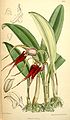 Masdevallia mooreana plate 7013 in: Curtis's Bot. Magazine (Orchidaceae), vol. 114, (1888)