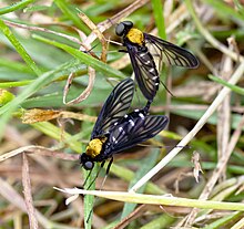 Chrysopilus thoracicus Mating Golden-backed Snipe Fly (Chrysopilus thoracicus) - 5.27.21.jpg