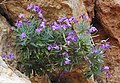 Matthiola incana, Zingaro, Sicily