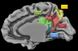 Medial lobus parietal dekat.png