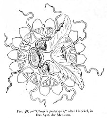 Dunyo Medusae-vol03 fig387 Ulmaris prototypus.jpg