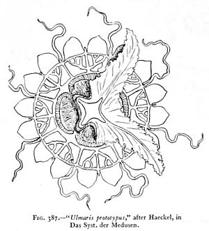 Medusae of world-vol03 fig387 Ulmaris prototypus.jpg
