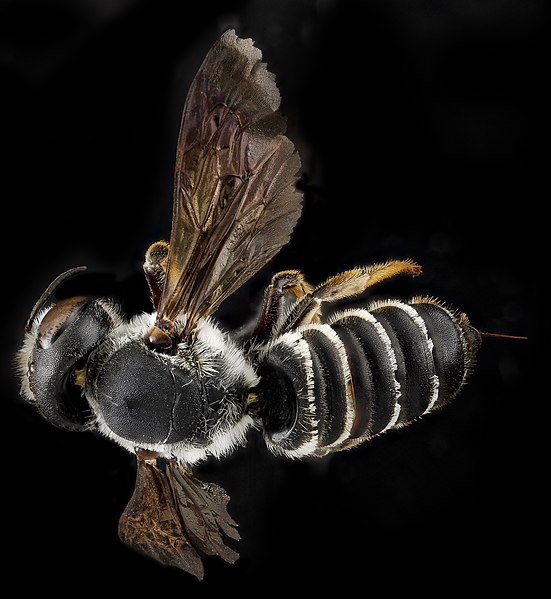 File:Megachile inimica, U, back, Maryland, Anne Arundel County 2013-03-27-14.05.54 ZS PMax (8615605358).jpg
