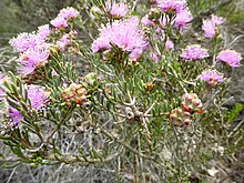 Melaleuca cari (folioj, floroj kaj fruktoj).JPG