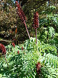 Vignette pour Melianthus