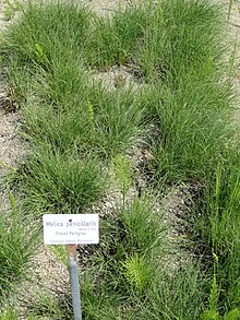 Melica penicillaris - Botanischer Garten Мюнхен-Нимфенбург - DSC07867.JPG