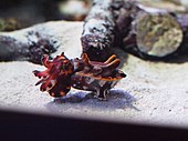 Metasepia pfefferi at Monterey Bay Aquarium in 2014.jpg