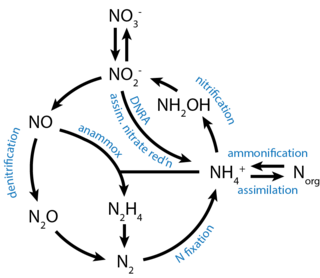 <span class="mw-page-title-main">Putrefying bacteria</span> Bacteria involved in decay of living matter