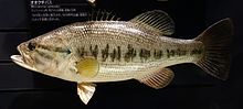 Micropterus salmoides - National Museum of Nature and Science, Tokyo - DSC07147.JPG