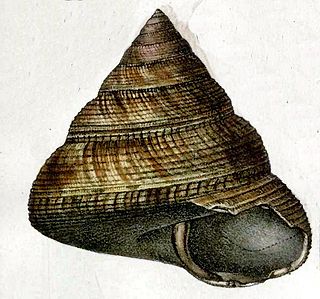 <i>Mikadotrochus beyrichii</i> species of mollusc