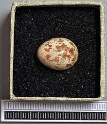 Egg, Collection Museum Wiesbaden Mimus polyglottos MWNH 1851.JPG