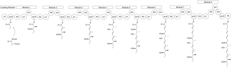 Voorgestelde biosynthese van Nargenicin.