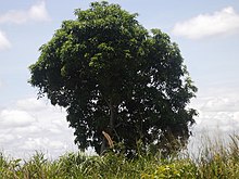 Exemple de manguier à Kinshasa