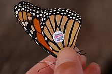 Monarch male tagged with an identification sticker Monarch Butterfly Danaus plexippus Tagged Closeup 3008px.jpg