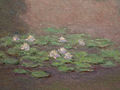 1898, Closeup of Water lily pond