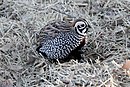 Montezuma Quail (Cyrtonyx montezumae) .jpg