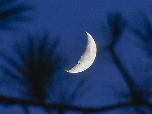 Moon rising through conifers after dusk, Batheri, Himachal, India