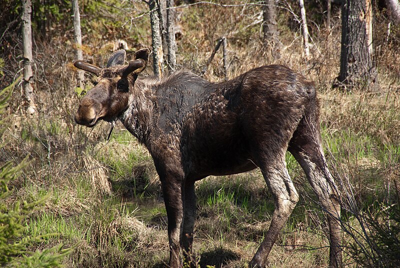 File:Moose (3544006789).jpg