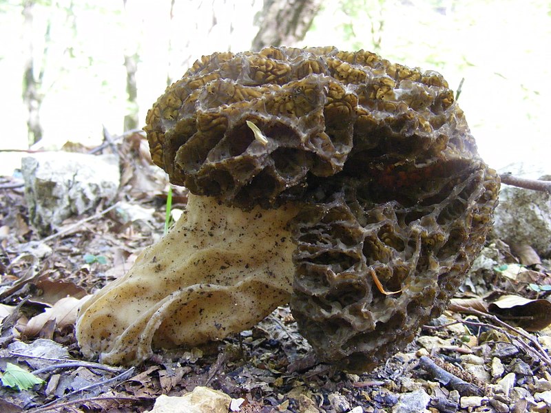 File:Morchella esculenta 5.jpg