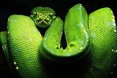 Green tree python