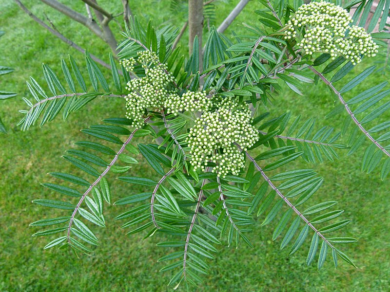 File:Mountain-Ash Farnblättrige Eberesche Sorbus scalaris 06.jpg