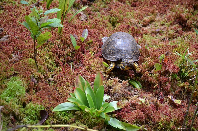 File:Mountain Bog 2013 (11223407025).jpg