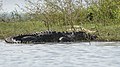 * Nomination Mugger crocodile (Crocodylus palustris), Kabini Reservoir, Karnataka, India --Tagooty 01:11, 24 November 2022 (UTC) * Promotion Please have a look to the image. IMO titled and too bright. At least the bright midtones should be darker. --XRay 05:31, 24 November 2022 (UTC)  Thank you. @XRay:  Done --Tagooty 09:11, 24 November 2022 (UTC)  Support Much better. Thank you. --XRay 05:58, 25 November 2022 (UTC)